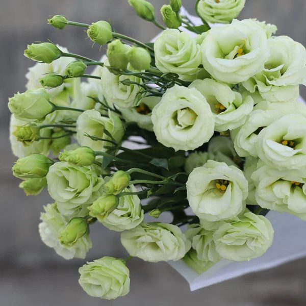 o1cn01451kqq1qqzaitty4w 0 item pic o1cn01451kqq1qqzaitty4w 0 item pic