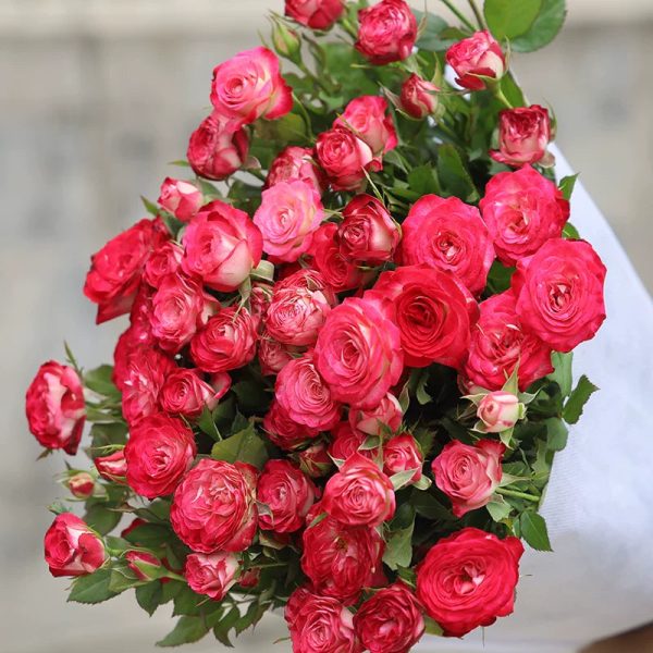 o1cn01ergjyo1qqzanmiq0p 2207921605547