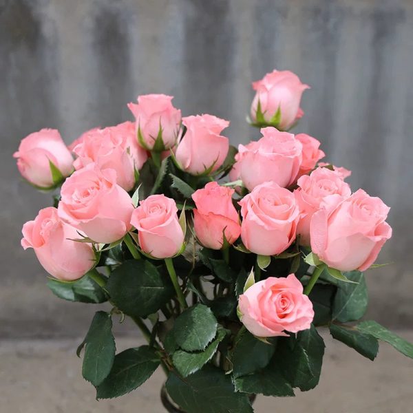 o1cn01qpi1vo1qqzc8bevlg 2207921605547 o1cn01qpi1vo1qqzc8bevlg 2207921605547